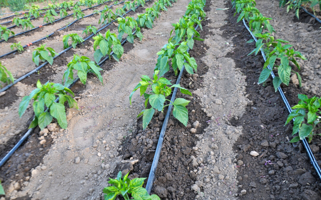 A smart-farm irrigation system created by HackMerced participants.