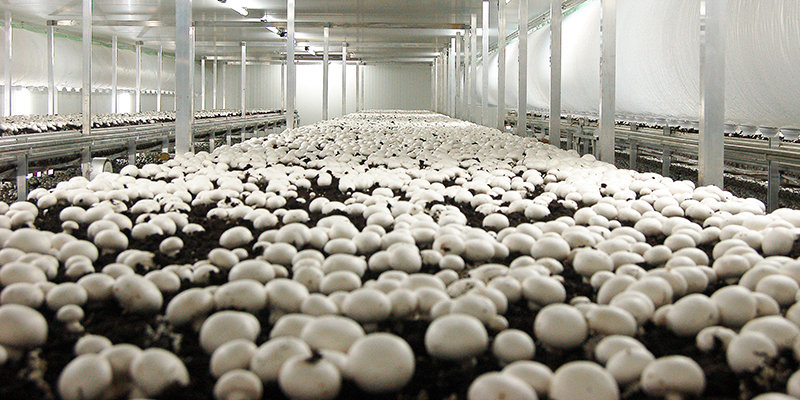 Air Bipolar Ionization of Indoor Mushroom Farm Environments for Reducing Energy and Water Use