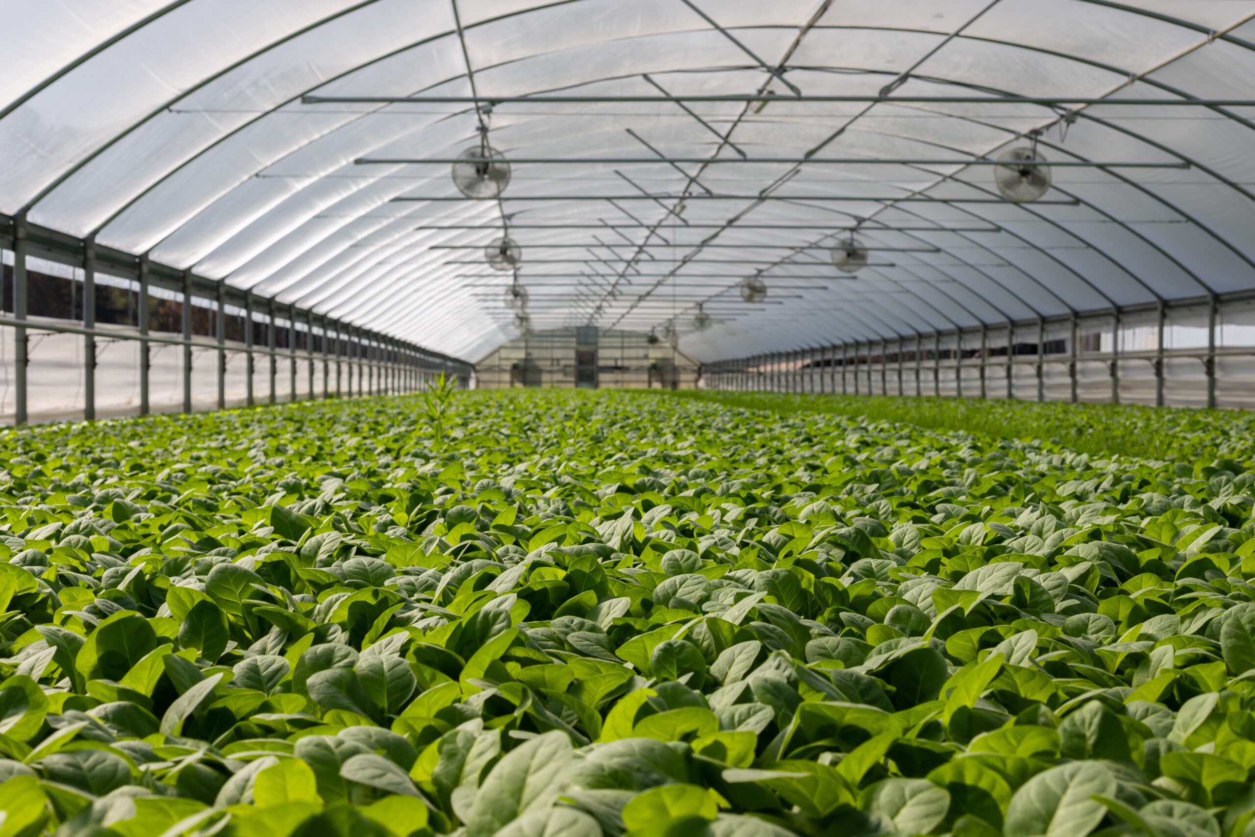 Picture of inside a greenhouse