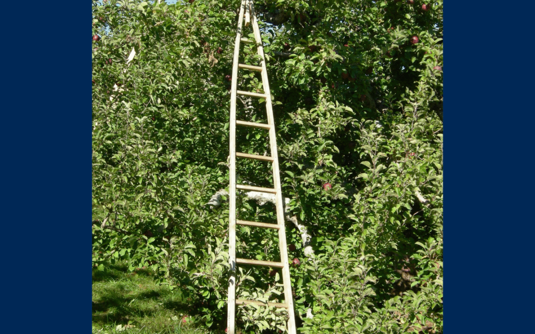 Empowering Farmworker Innovation: UC Merced Engineers Co-Design Safer Farming Tools