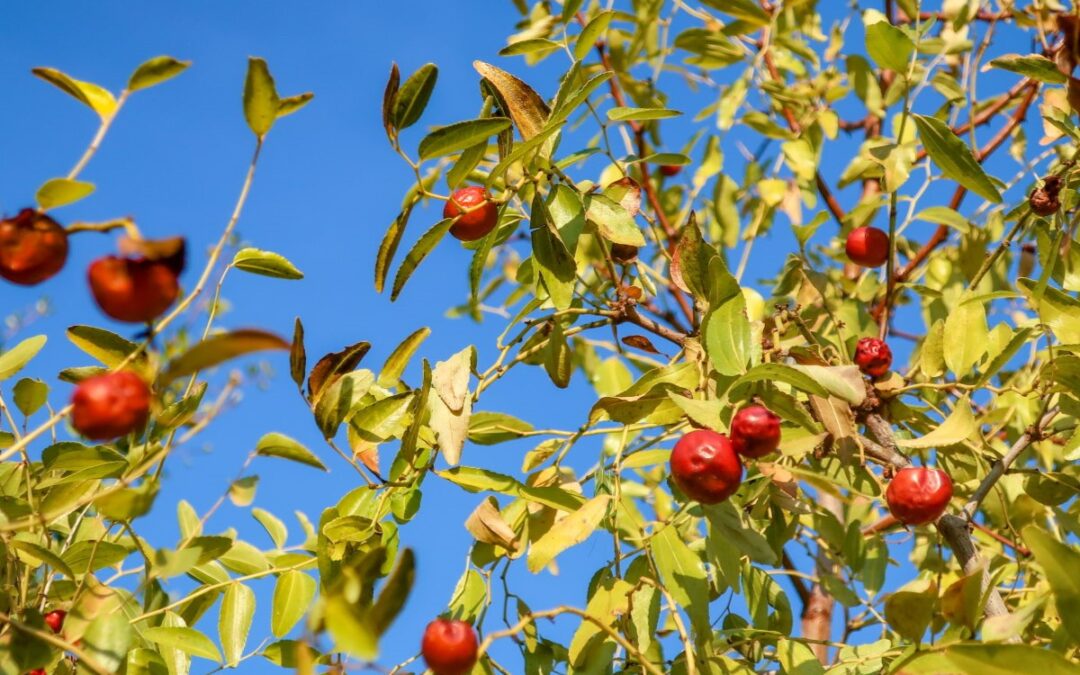 Project Update – Jujube Pitting Machine Redesign 